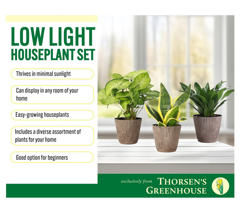 Thorsen's Greenhouse 3-Pack Live 4" Low Light Plants — View 5