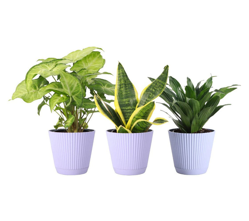 Thorsen's Greenhouse 3-Pack Live 4" Low Light Plants — View 7