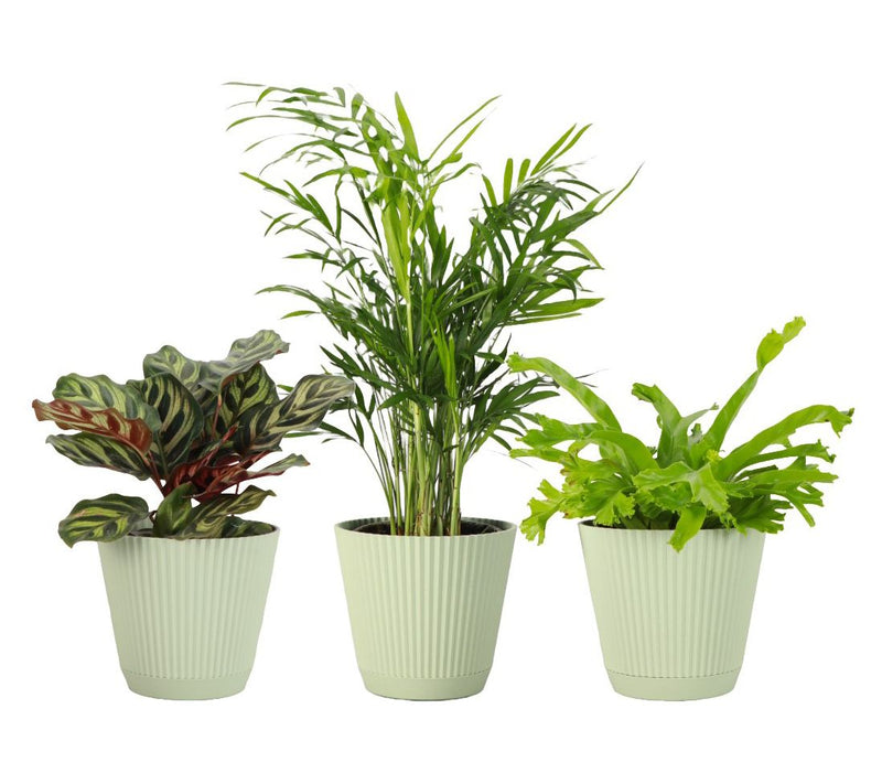 Thorsen's Greenhouse 3-pack of Live 4" Pet Friendly Plants — View 8