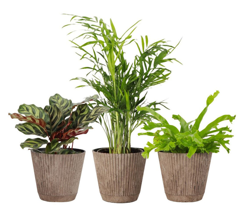 Thorsen's Greenhouse 3-pack of Live 4" Pet Friendly Plants — View 2