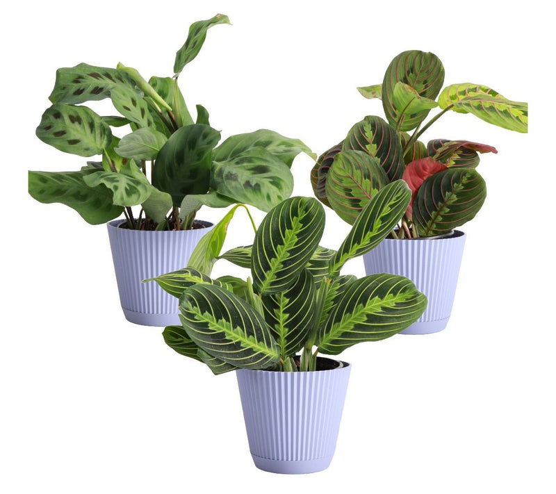 Thorsen's Greenhouse 3-Pack of Live 4" Prayer Plants — View 2