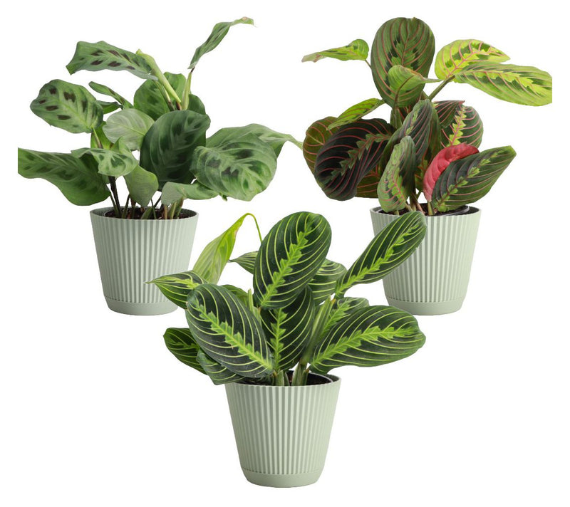 Thorsen's Greenhouse 3-Pack of Live 4" Prayer Plants — View 8