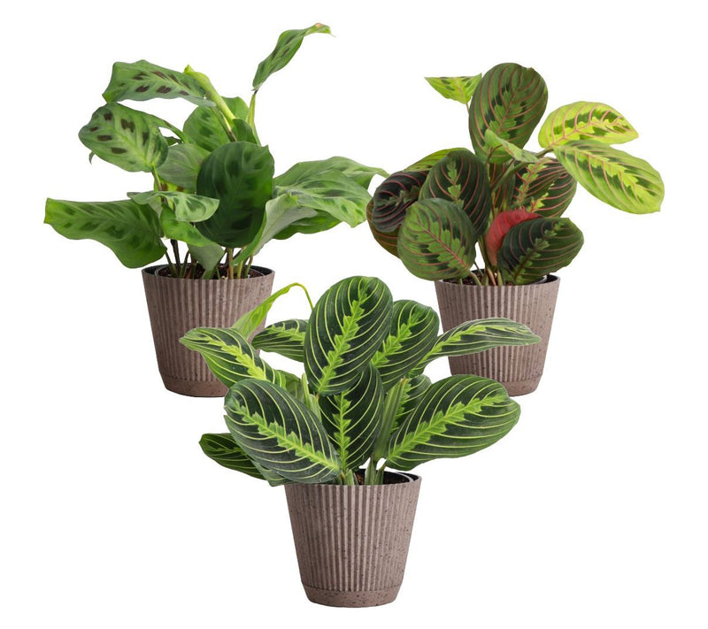 Thorsen's Greenhouse 3-Pack of Live 4" Prayer Plants — Main view