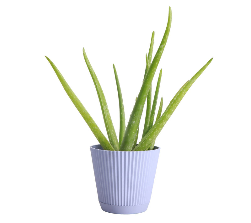 Thorsen's Greenhouse Live 4" Aloe Vera Plant in  Ruffle Pot — View 12