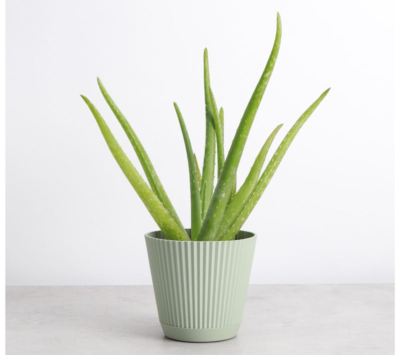 Thorsen's Greenhouse Live 4" Aloe Vera Plant in  Ruffle Pot — View 7