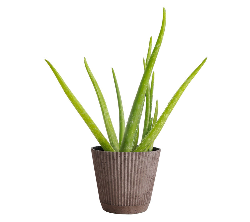 Thorsen's Greenhouse Live 4" Aloe Vera Plant in  Ruffle Pot — View 14