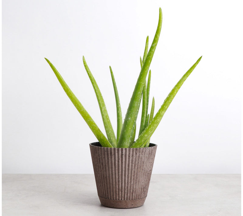 Thorsen's Greenhouse Live 4" Aloe Vera Plant in  Ruffle Pot — View 8