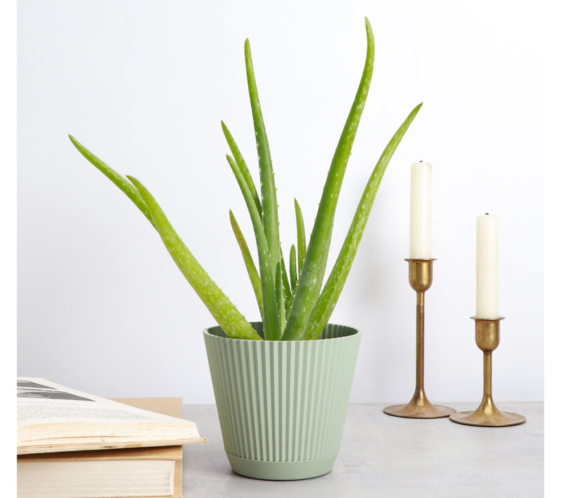 Thorsen's Greenhouse Live 4" Aloe Vera Plant in  Ruffle Pot — View 6