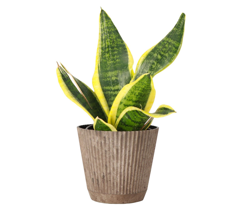 Thorsen's Greenhouse 4" Variegated Snake Plant,Ruffle Pot — Main view