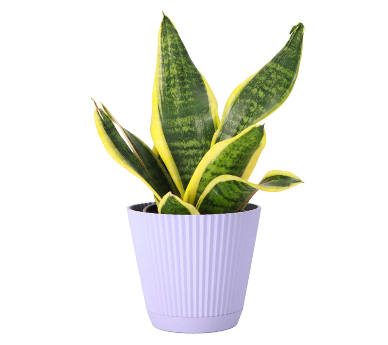 Thorsen's Greenhouse 4" Variegated Snake Plant,Ruffle Pot — View 12