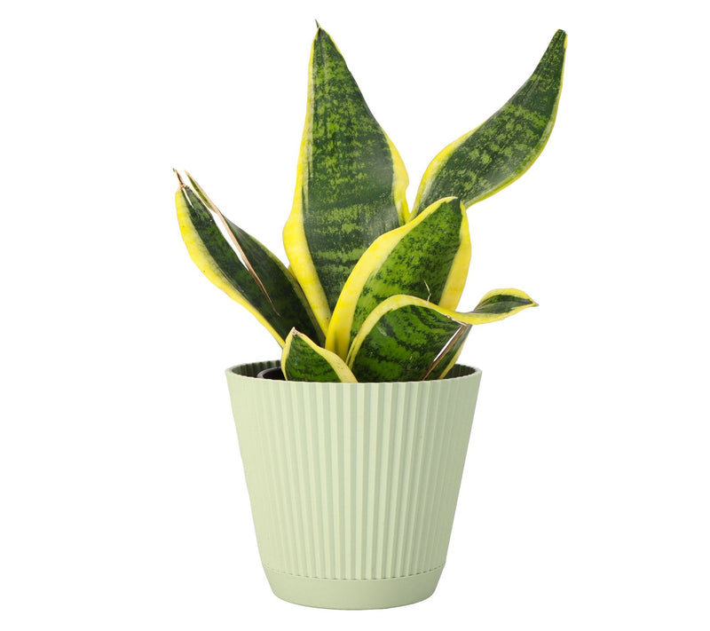 Thorsen's Greenhouse 4" Variegated Snake Plant,Ruffle Pot — View 13