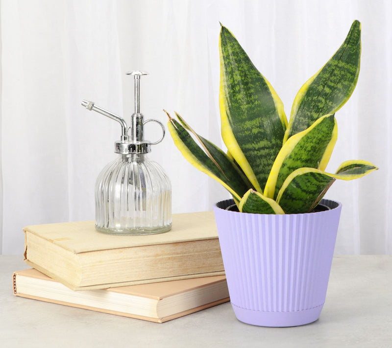Thorsen's Greenhouse 4" Variegated Snake Plant,Ruffle Pot — View 6