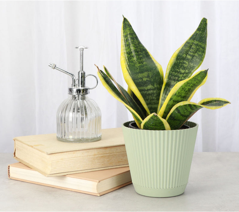 Thorsen's Greenhouse 4" Variegated Snake Plant,Ruffle Pot — View 4