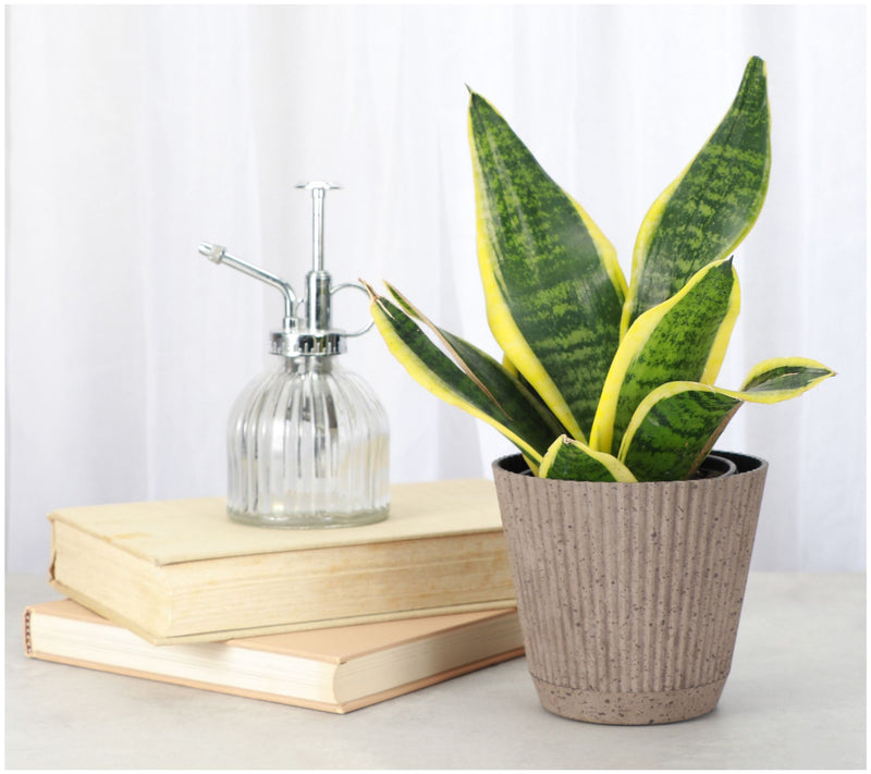 Thorsen's Greenhouse 4" Variegated Snake Plant,Ruffle Pot — View 5