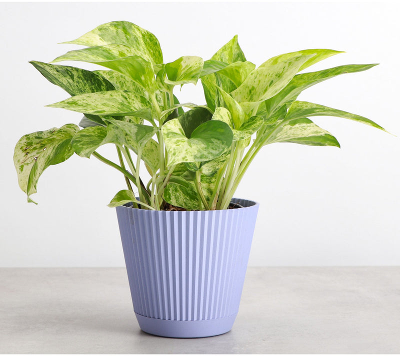 Thorsen's Greenhouse Live 4" Marble Queen Pothos in Ruffle Pot — View 7