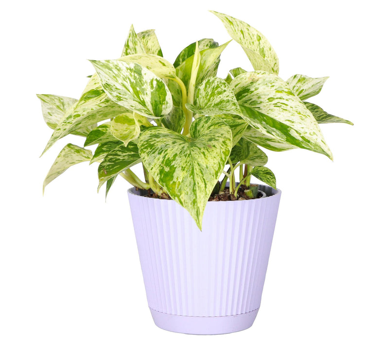 Thorsen's Greenhouse Live 4" Marble Queen Pothos in Ruffle Pot — View 12