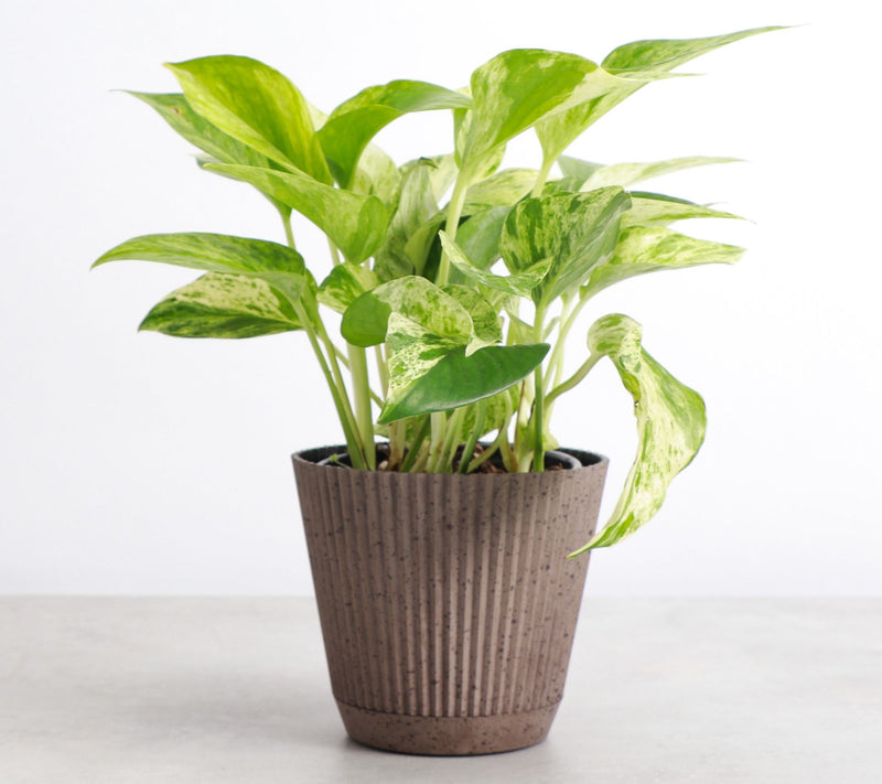 Thorsen's Greenhouse Live 4" Marble Queen Pothos in Ruffle Pot — View 8