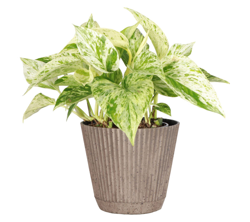 Thorsen's Greenhouse Live 4" Marble Queen Pothos in Ruffle Pot — View 14