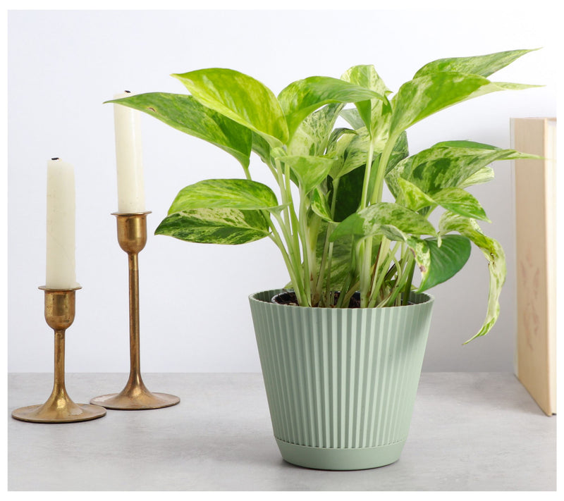 Thorsen's Greenhouse Live 4" Marble Queen Pothos in Ruffle Pot — View 6