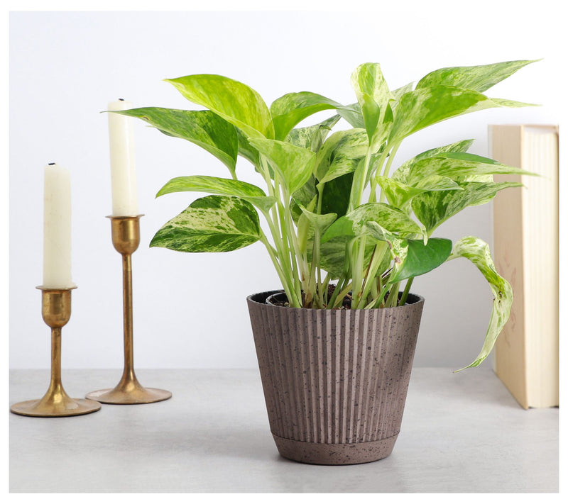 Thorsen's Greenhouse Live 4" Marble Queen Pothos in Ruffle Pot — View 5