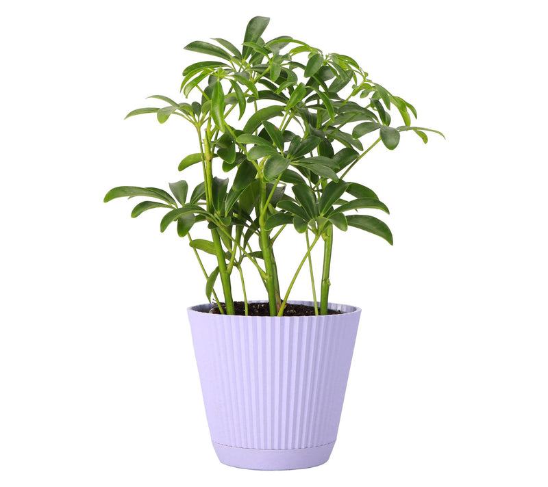 Thorsen's Greenhouse Live 4" Arboricola Plant in Ruffle Pot — View 12