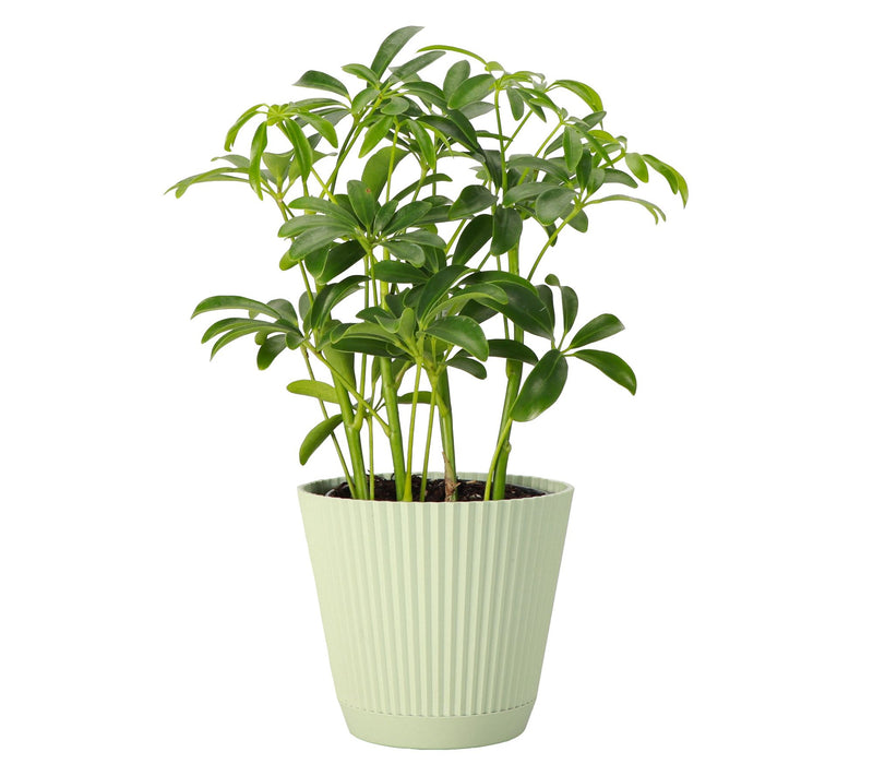 Thorsen's Greenhouse Live 4" Arboricola Plant in Ruffle Pot — View 13