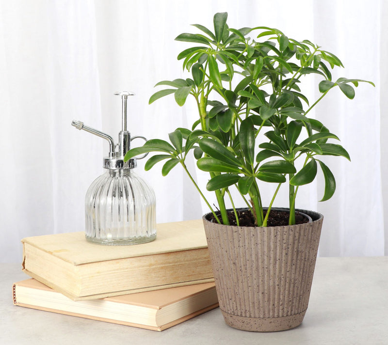 Thorsen's Greenhouse Live 4" Arboricola Plant in Ruffle Pot — View 7