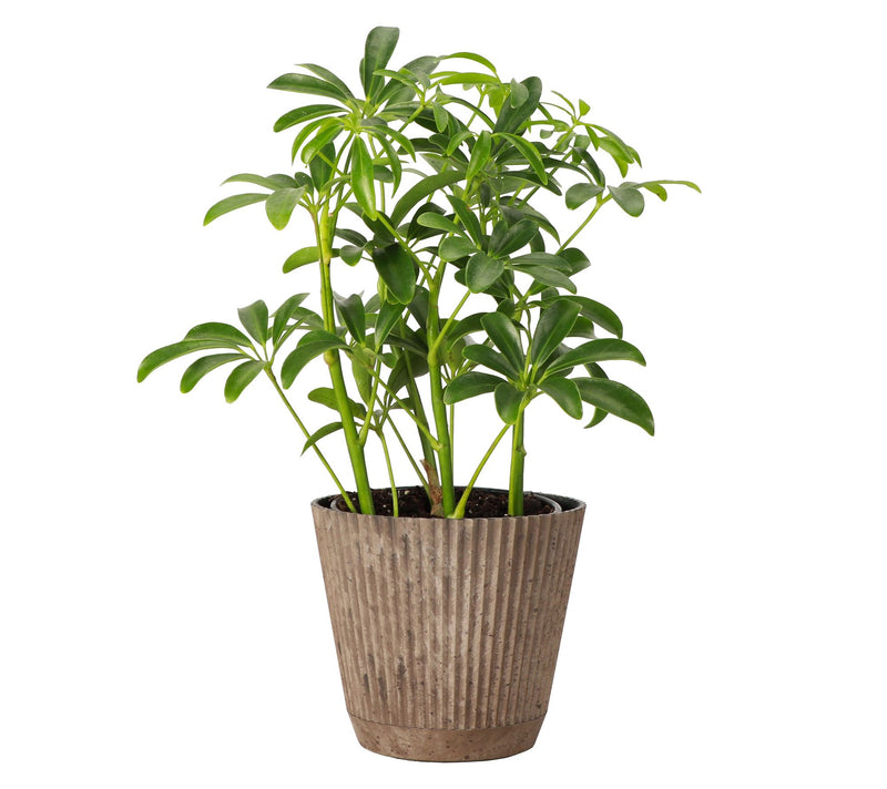 Thorsen's Greenhouse Live 4" Arboricola Plant in Ruffle Pot — View 14