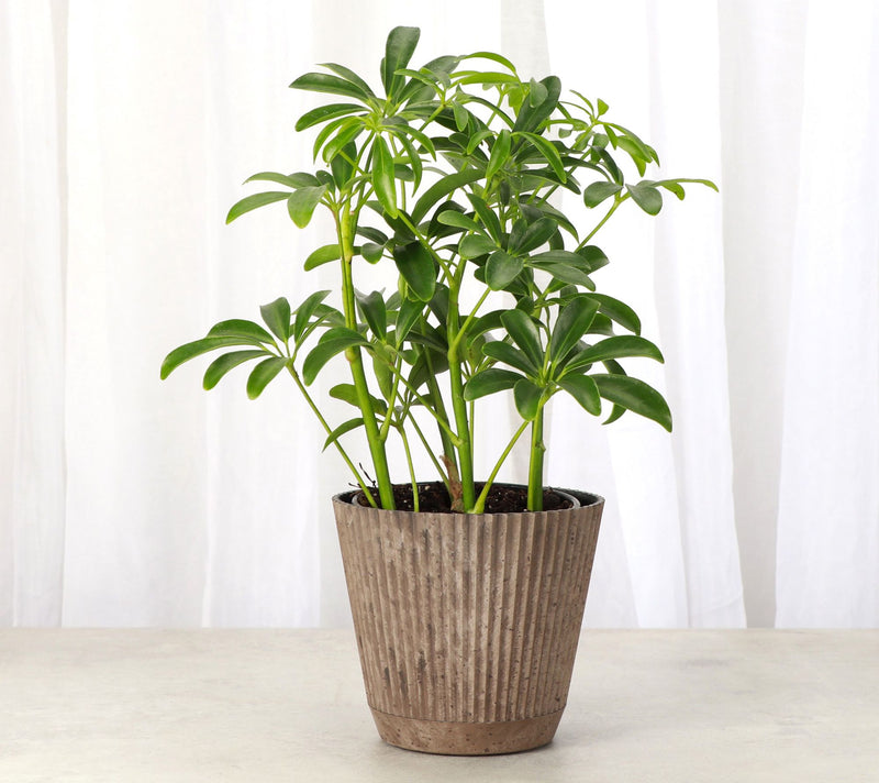 Thorsen's Greenhouse Live 4" Arboricola Plant in Ruffle Pot — View 5