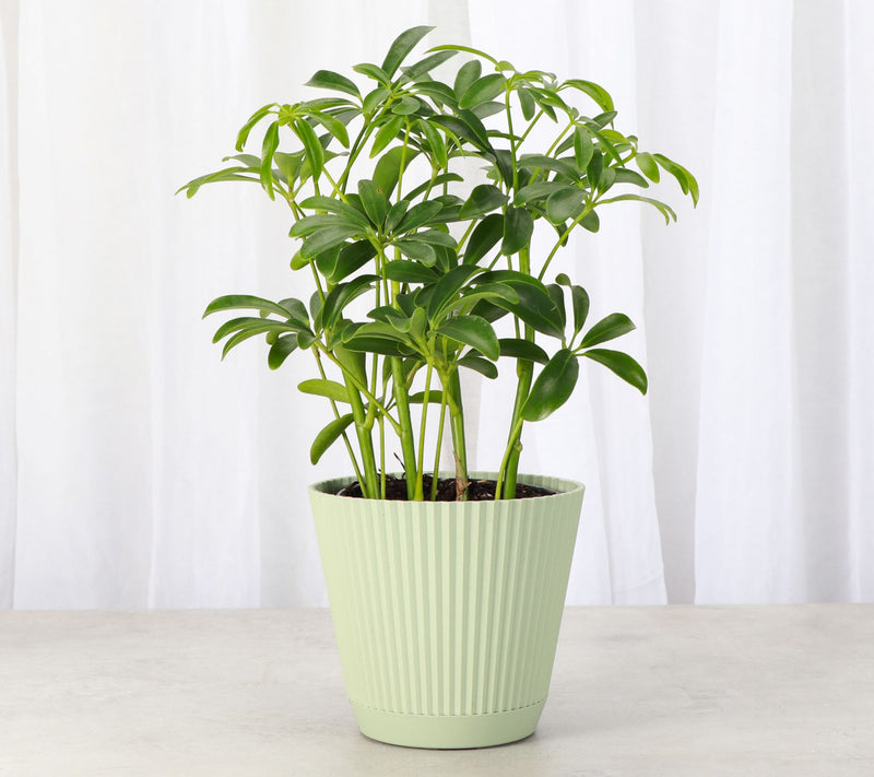 Thorsen's Greenhouse Live 4" Arboricola Plant in Ruffle Pot — View 8