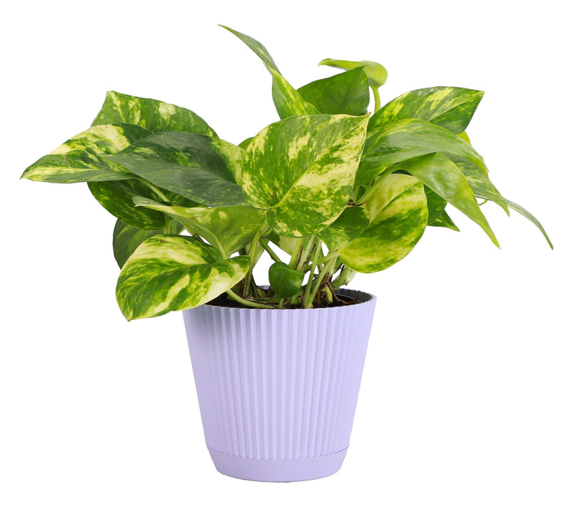 Thorsen's Greenhouse Live 4" Golden Pothos in Ruffle Pot — View 2