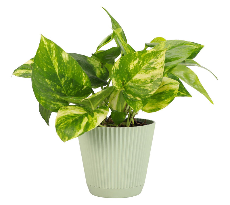 Thorsen's Greenhouse Live 4" Golden Pothos in Ruffle Pot — View 13
