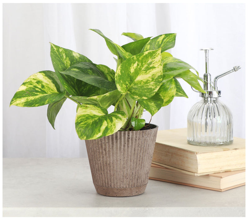 Thorsen's Greenhouse Live 4" Golden Pothos in Ruffle Pot — View 6