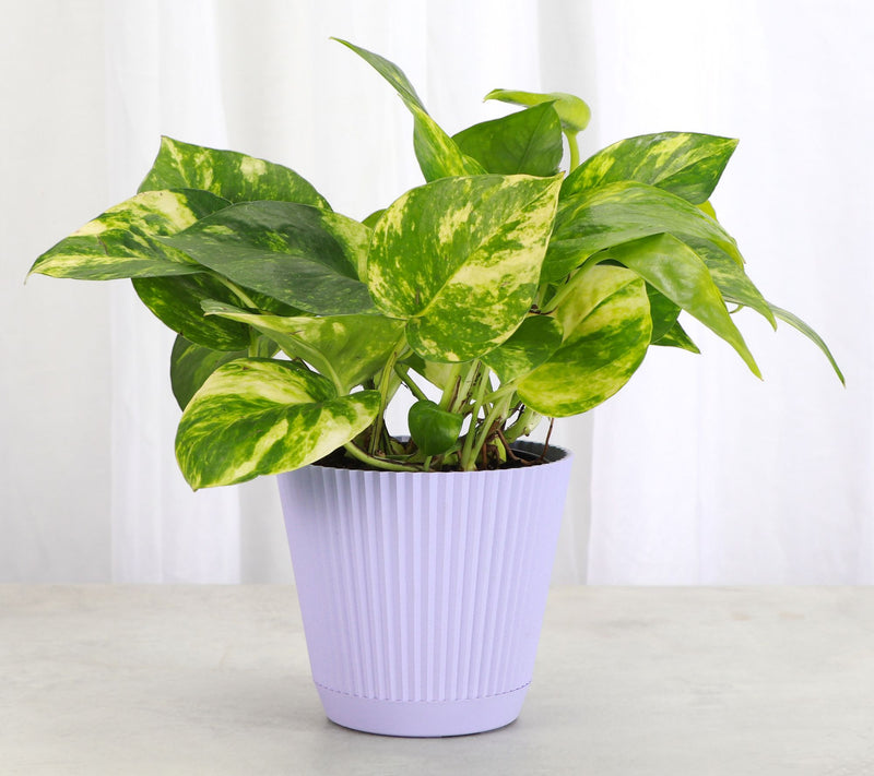 Thorsen's Greenhouse Live 4" Golden Pothos in Ruffle Pot — View 5