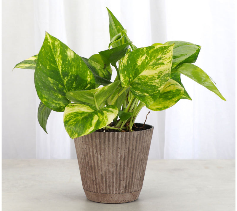 Thorsen's Greenhouse Live 4" Golden Pothos in Ruffle Pot — View 8