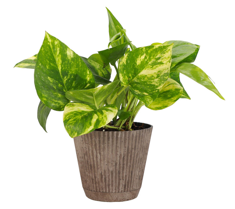 Thorsen's Greenhouse Live 4" Golden Pothos in Ruffle Pot — View 3
