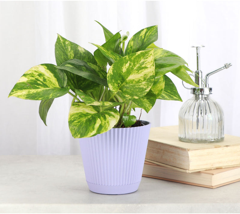 Thorsen's Greenhouse Live 4" Golden Pothos in Ruffle Pot — View 7