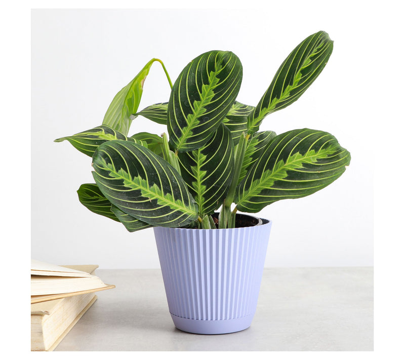 Thorsen's Greenhouse Live 4" Lemon Prayer Plantin Ruffle Pot — View 4