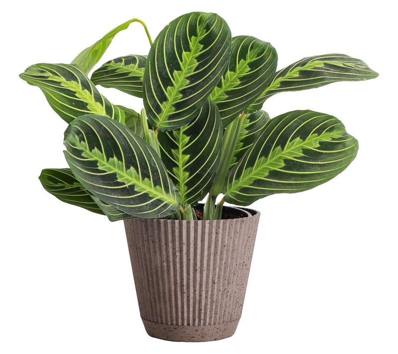 Thorsen's Greenhouse Live 4" Lemon Prayer Plantin Ruffle Pot — View 2