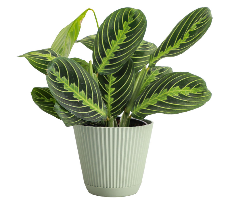 Thorsen's Greenhouse Live 4" Lemon Prayer Plantin Ruffle Pot — View 13