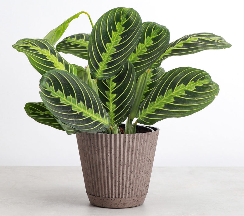 Thorsen's Greenhouse Live 4" Lemon Prayer Plantin Ruffle Pot — View 6