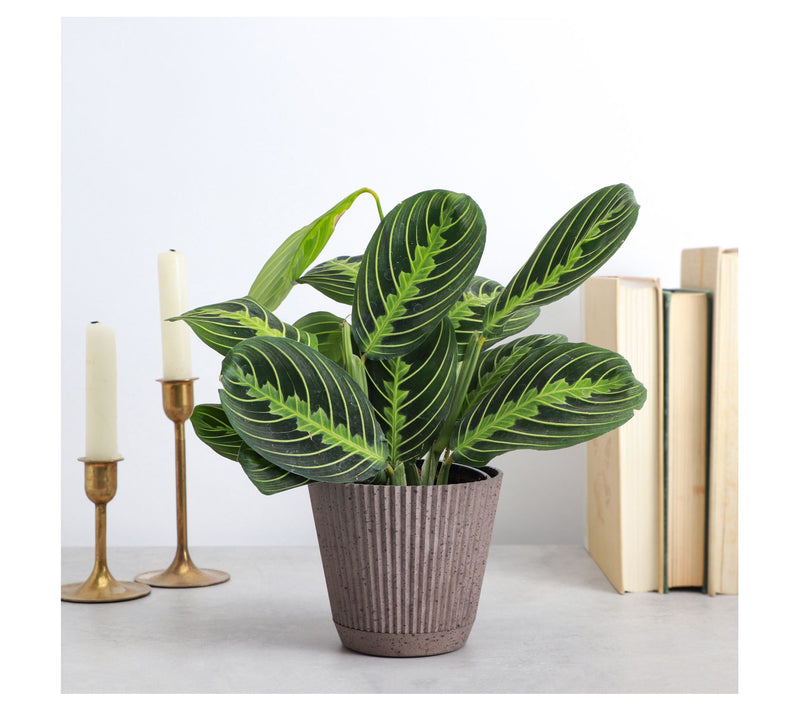 Thorsen's Greenhouse Live 4" Lemon Prayer Plantin Ruffle Pot — View 7