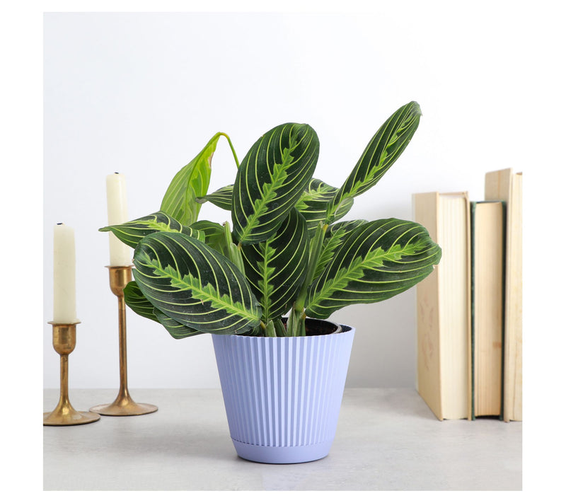 Thorsen's Greenhouse Live 4" Lemon Prayer Plantin Ruffle Pot — View 8