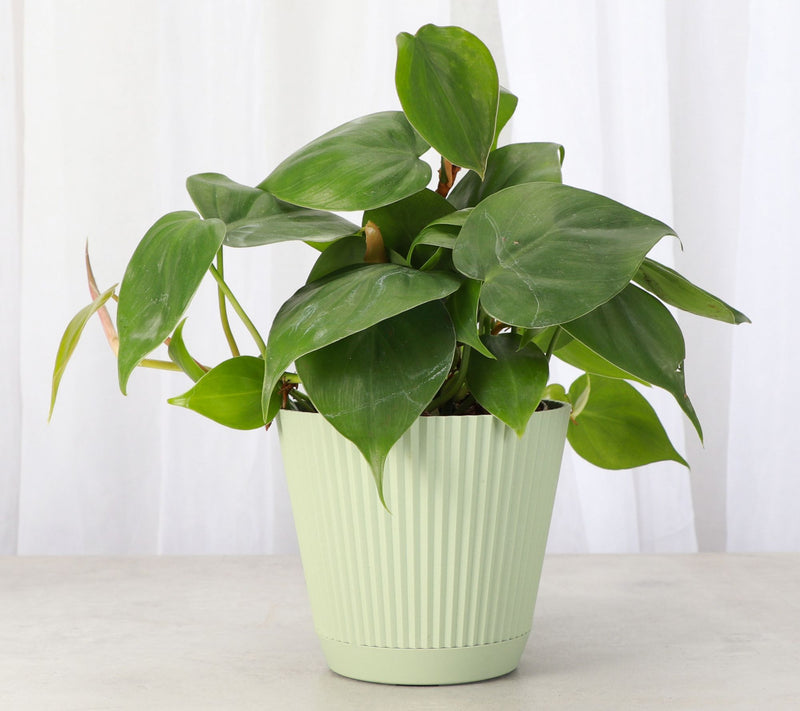 Thorsen's Greenhouse Live 4" Green Philodendronin Ruffle Pot — View 7