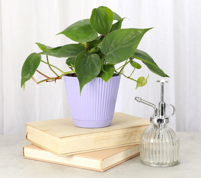 Thorsen's Greenhouse Live 4" Green Philodendronin Ruffle Pot — View 5