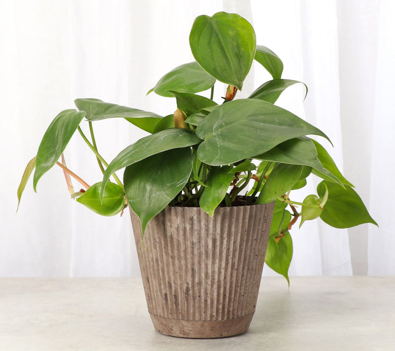 Thorsen's Greenhouse Live 4" Green Philodendronin Ruffle Pot — View 6