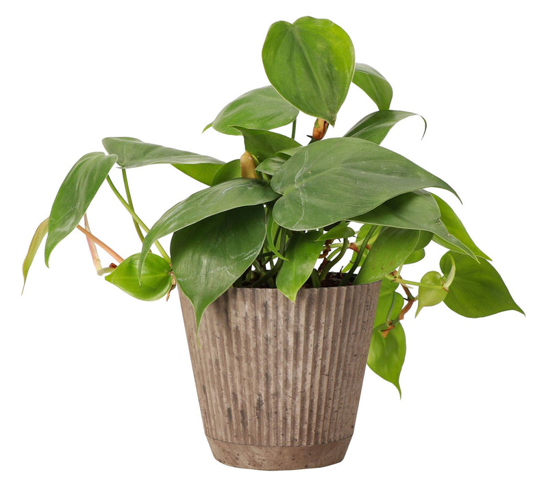 Thorsen's Greenhouse Live 4" Green Philodendronin Ruffle Pot — Main view