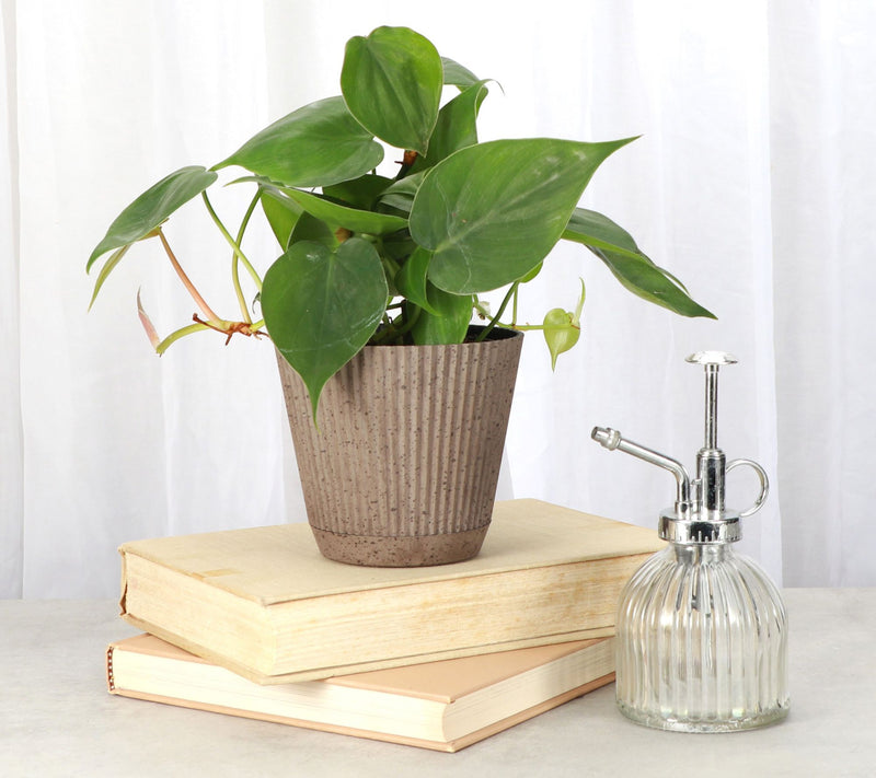 Thorsen's Greenhouse Live 4" Green Philodendronin Ruffle Pot — View 4