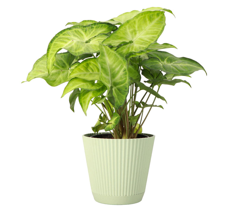 Thorsen's Greenhouse Live 4" Syngonium Plant inRuffle Pot — View 13