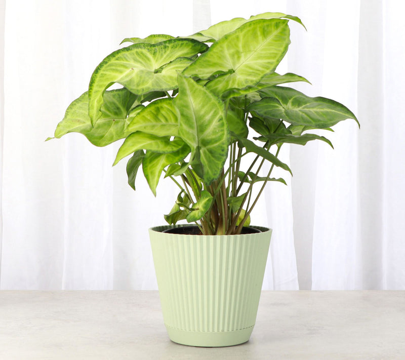 Thorsen's Greenhouse Live 4" Syngonium Plant inRuffle Pot — View 5